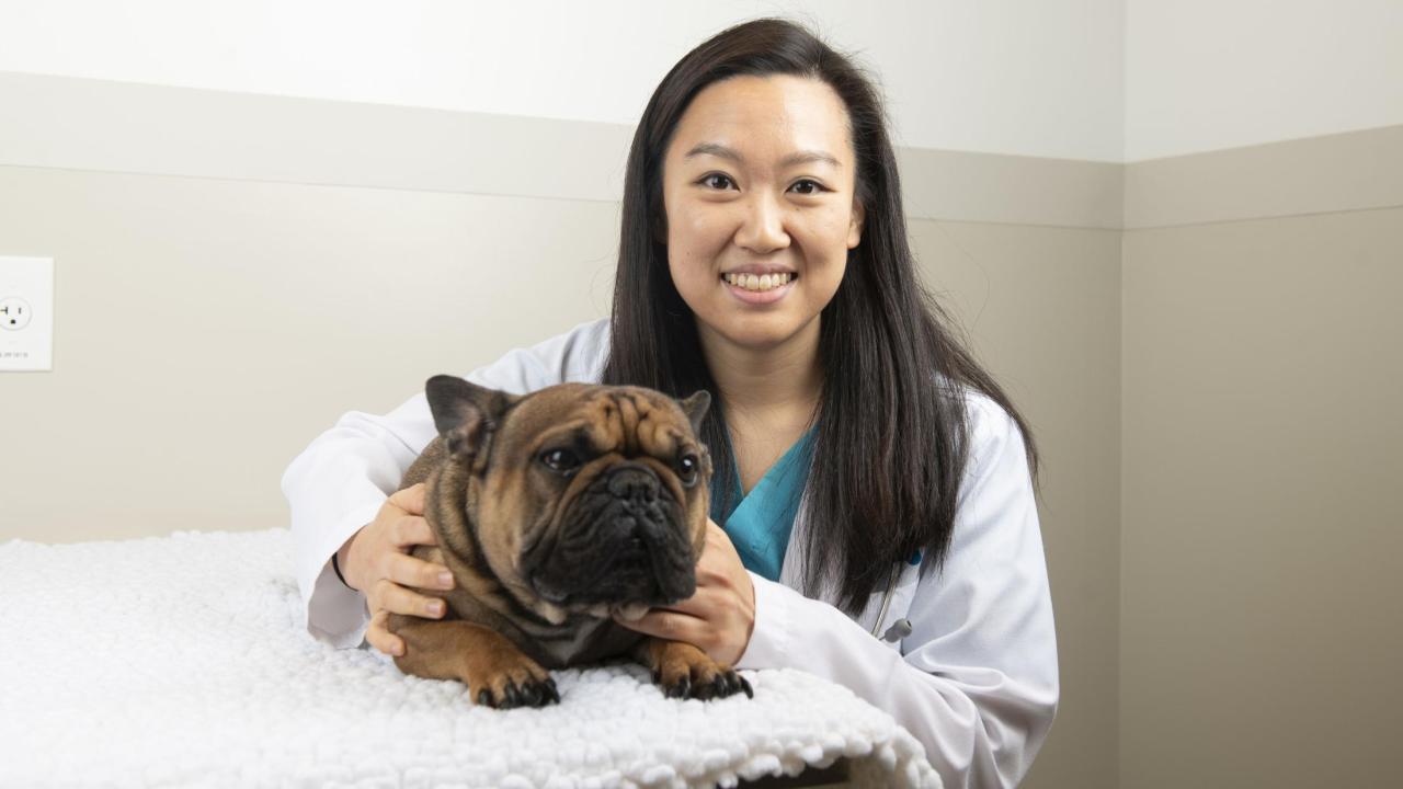 How To Treat Paralysis In Dogs